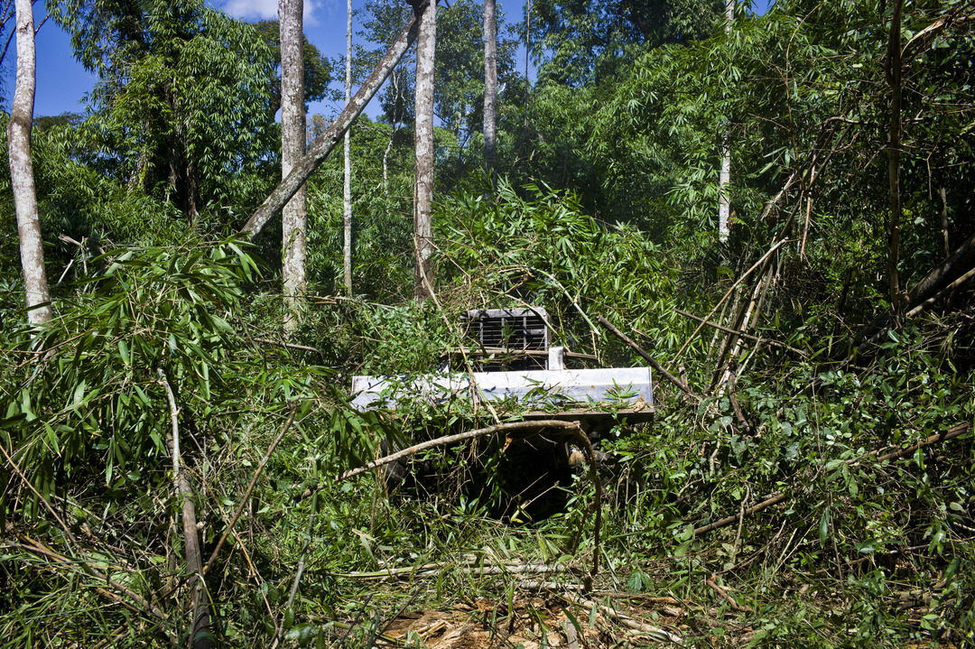 Thinning the forest 