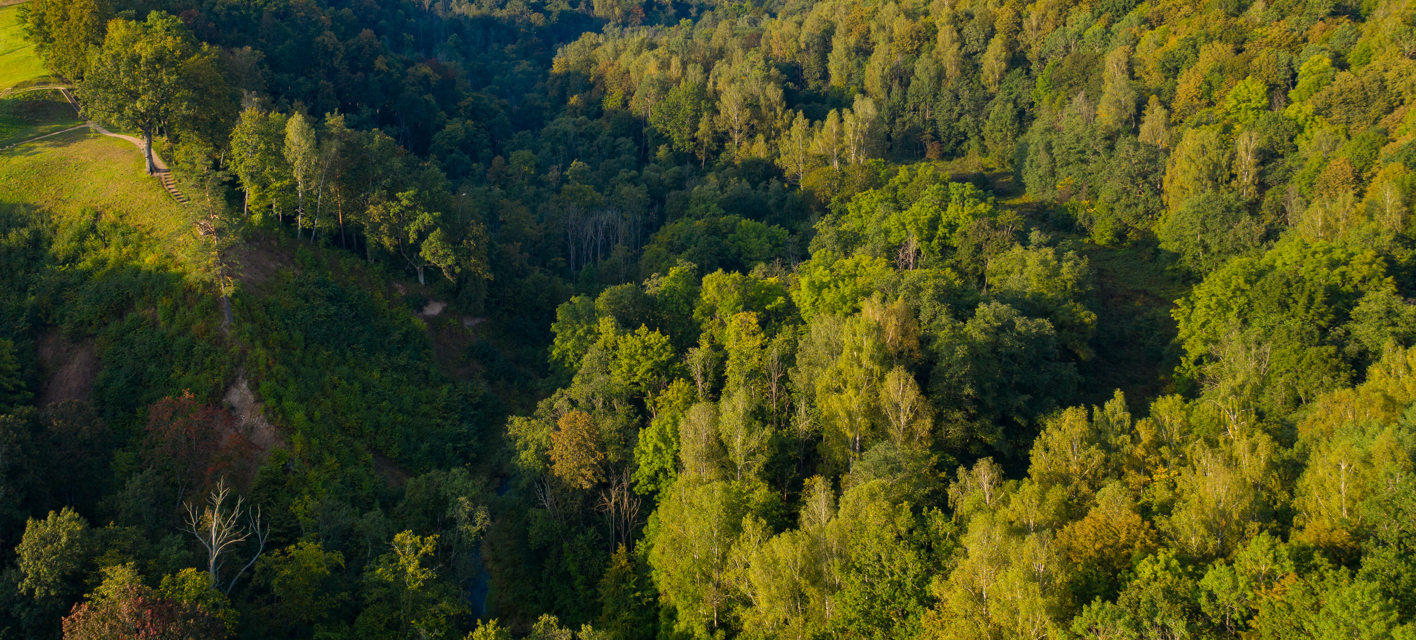 Bird's-eye view of a hilly forest