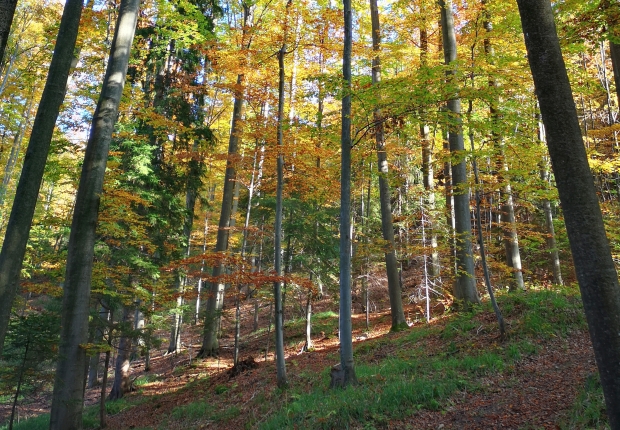 Trees in Forest during Autumn