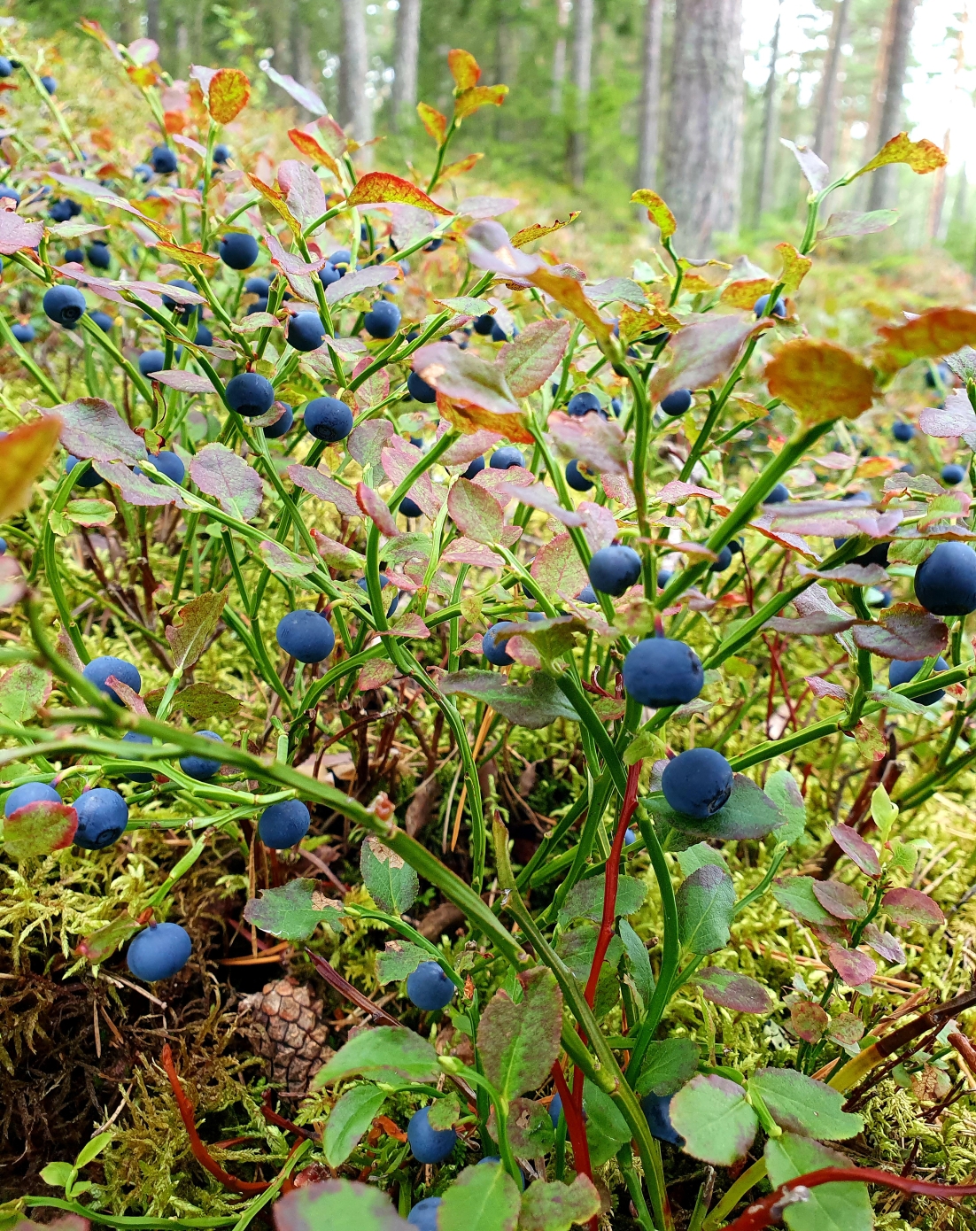 Close-up of blueberries