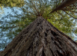 Marquee image tree bottom up view