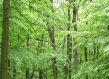 EU green