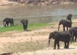 a small group of elephants walking along the brown Mbizi River