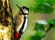 Woodpecker