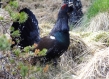 Capercaillie bird in Scotland