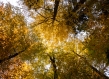Tall trees