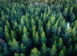 Finland forest