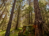 Mexican forest