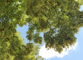 Blossoming lime tree