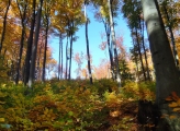 Beech regeneration